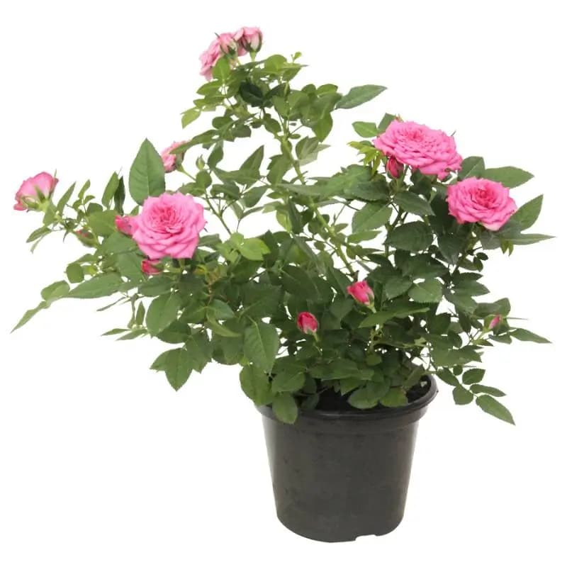 FLOR ROSEIRA MINI P13