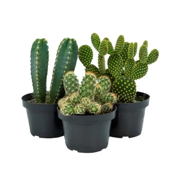CACTUS RAIZ P11