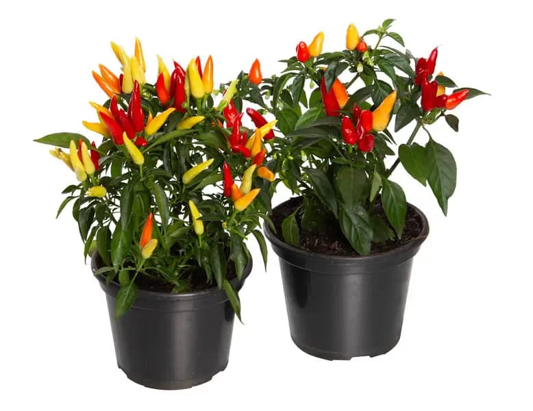 PIMENTA ORNAMENTAL P14