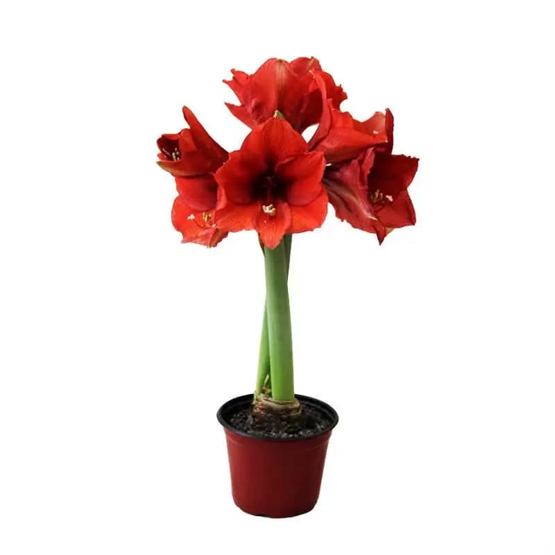 AMARYLLIS P14