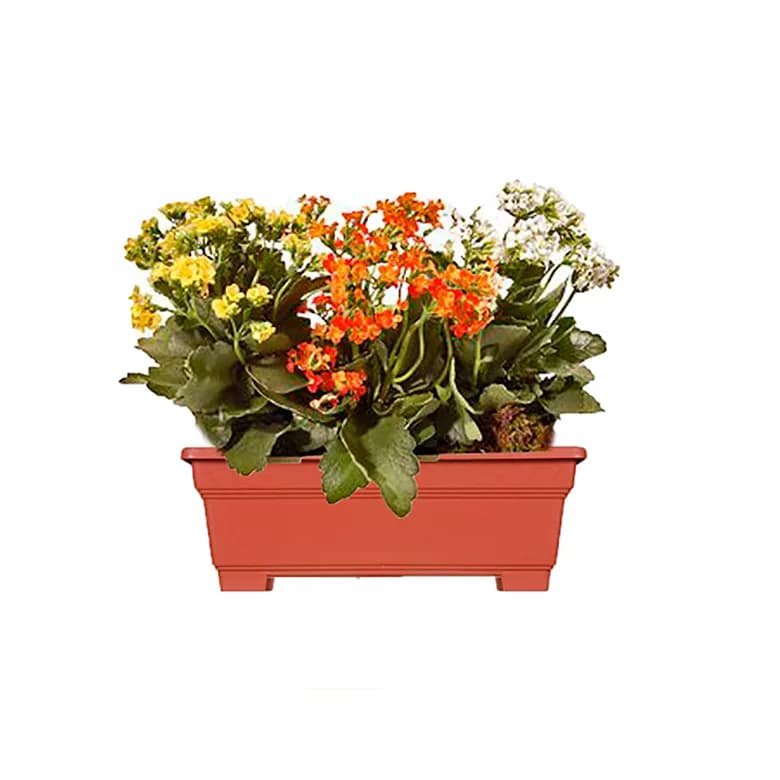 FLOR KALANCHOE MINI NA JARDINEIRA