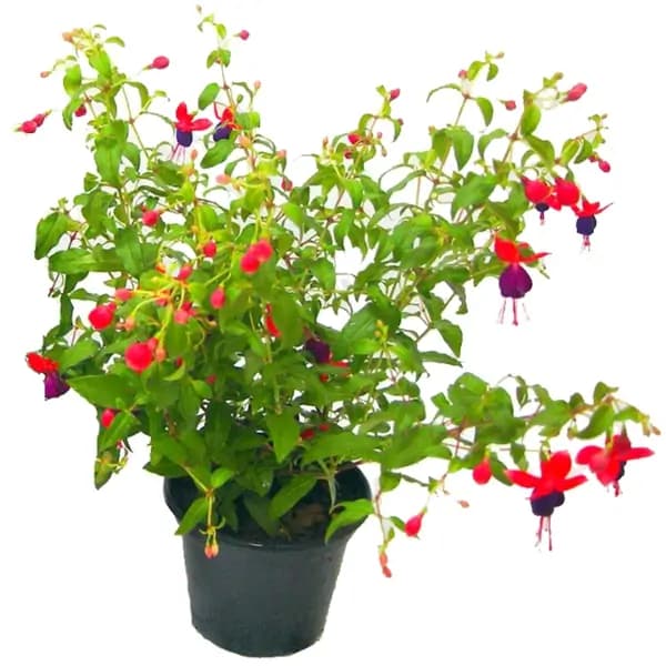 FLOR BRINCO DE PRINCESA P14