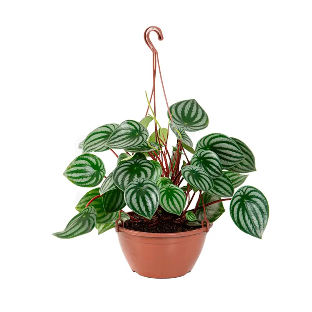 FLOR PEPEROMIA MELANCIA C21