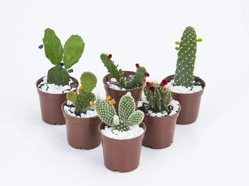 FLOR CACTUS MINI P06