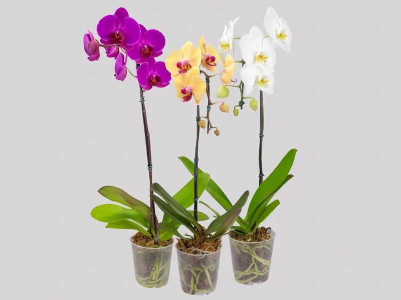 FLOR PHALAENOPSIS MIX P12