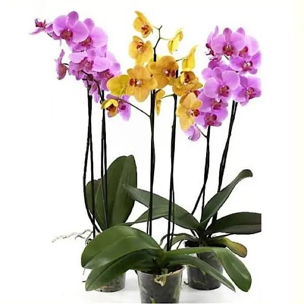 FLOR PHALAENOPSIS MIX P12