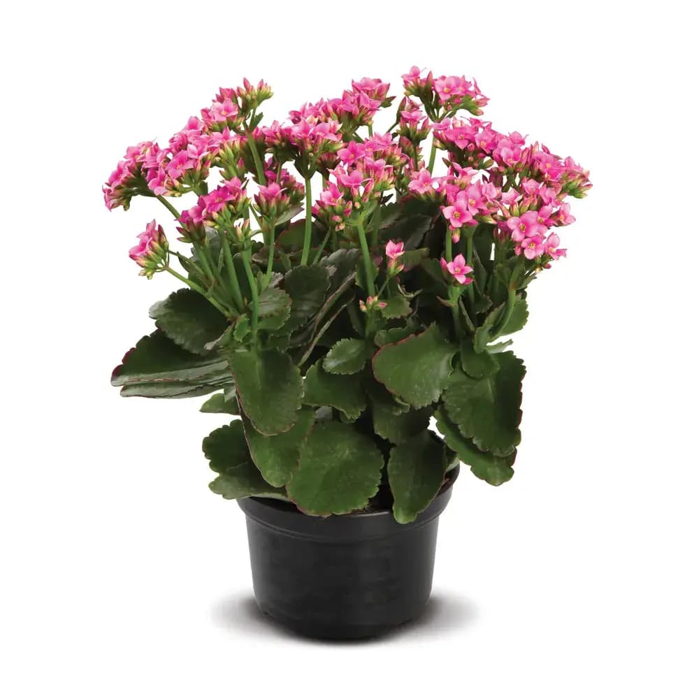 FLOR  KALANCHOE DOBRADO P15
