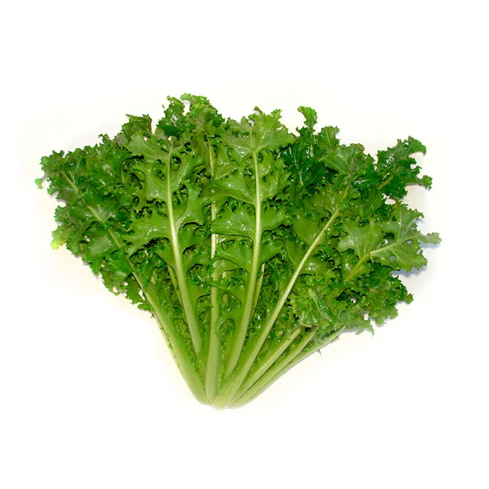 CHICORIA UN